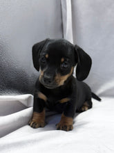 Load image into Gallery viewer, Breezy 💕 Mini Dachshund ☀️Female
