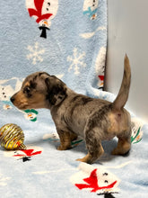 Load image into Gallery viewer, Noelle 🎄 Mini Dachshund 💕 Female 🎄
