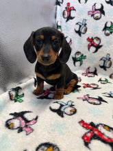 Load image into Gallery viewer, Denver 💕 Mini Dachshund 🥂 Male
