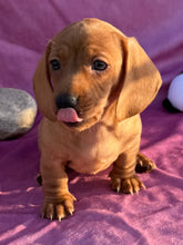 Load image into Gallery viewer, Lucy💕 Mini Dachshund ☀️Female

