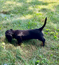 Load image into Gallery viewer, Luna 💕 Mini Dachshund 💕 longhaired female
