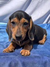 Load image into Gallery viewer, Cane ☀️ Mini Dachshund 🌻 Male
