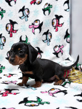 Load image into Gallery viewer, Gracie 💕 Mini Dachshund ☀️Female
