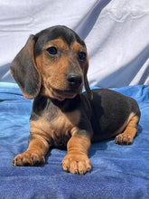 Load image into Gallery viewer, Cane ☀️ Mini Dachshund 🌻 Male
