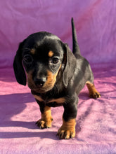 Load image into Gallery viewer, Breezy 💕 Mini Dachshund ☀️Female
