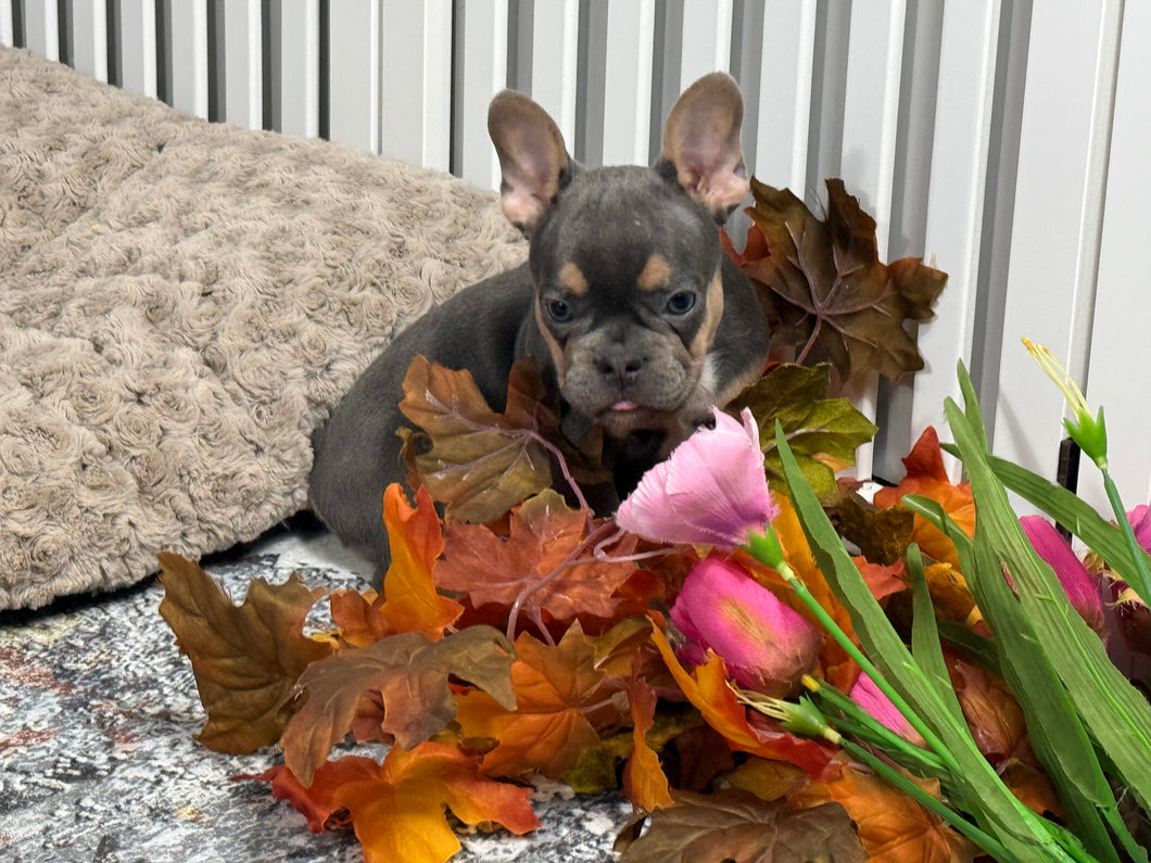 Turbo ♥️ AKC French Bulldog 🥂 Male