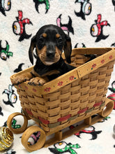 Load image into Gallery viewer, Linus 💕 Mini Dachshund 🥂 Male
