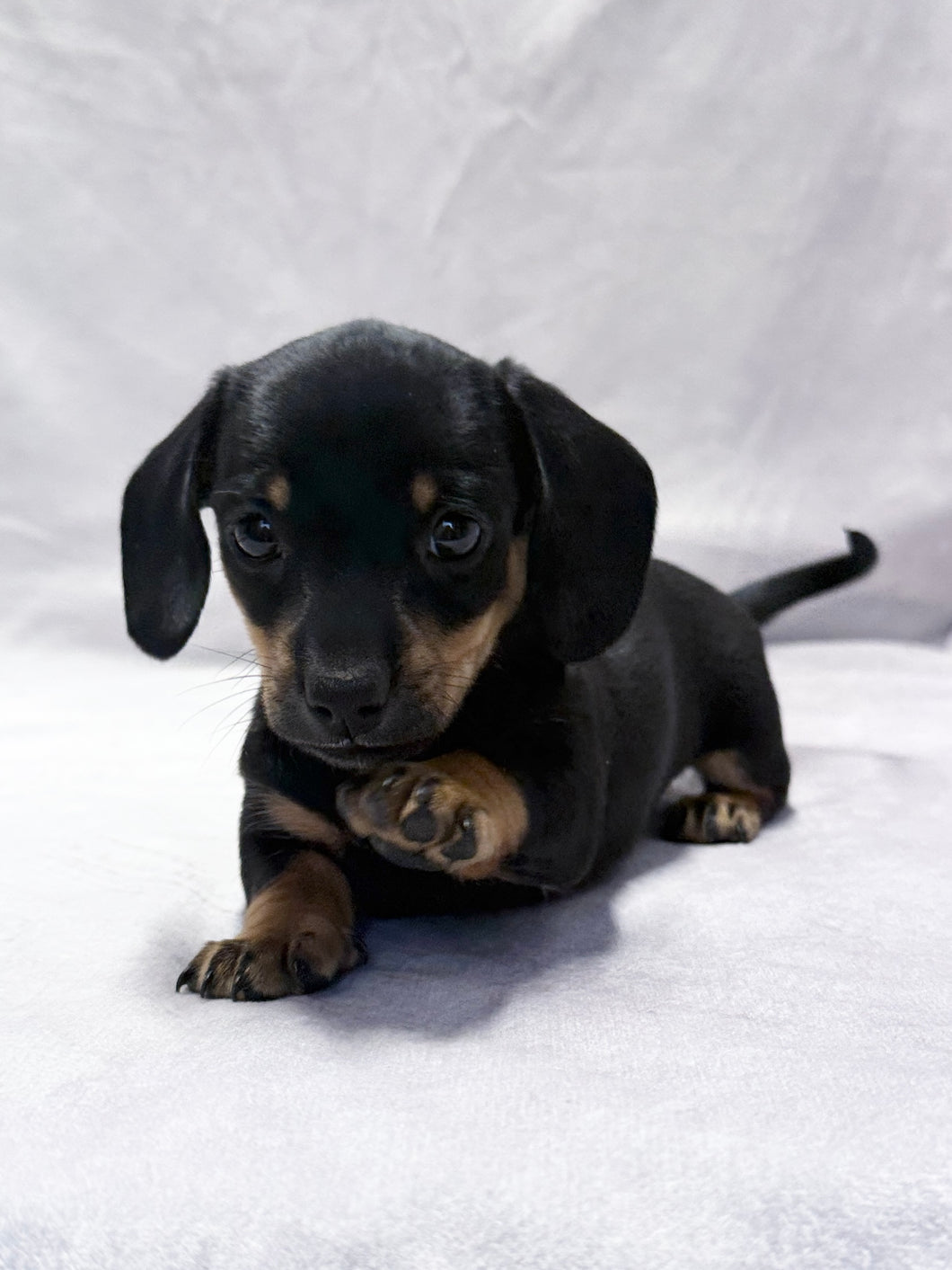 Breezy 💕 Mini Dachshund ☀️Female