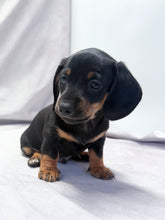Load image into Gallery viewer, Scooter 💕 Mini Dachshund ☀️Male
