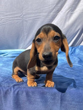 Load image into Gallery viewer, Cane ☀️ Mini Dachshund 🌻 Male
