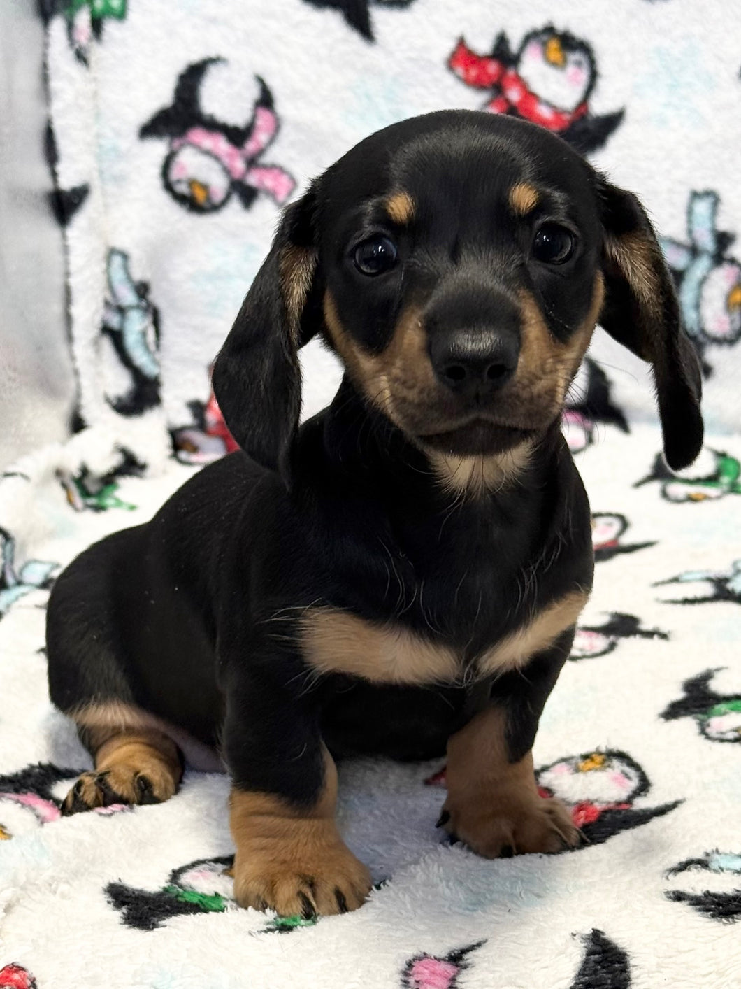 Axel 💕 Mini Dachshund ☀️Male