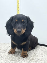 Load image into Gallery viewer, Luna 💕 Mini Dachshund 💕 longhaired female
