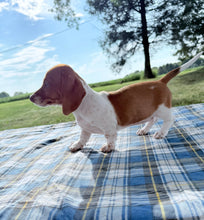 Load image into Gallery viewer, Isabelle 💕 Mini Dachshund ☀️Female
