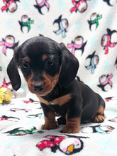Load image into Gallery viewer, Waylon 💕 Mini Dachshund ☀️Male
