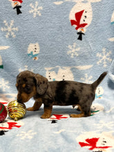 Load image into Gallery viewer, Nicholas 💕 Mini Dachshund 🥂 Male 🎄
