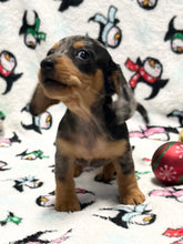 Load image into Gallery viewer, Dasher 💕 Mini Dachshund 🥂 Male 🎄
