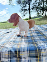 Load image into Gallery viewer, Isabelle 💕 Mini Dachshund ☀️Female
