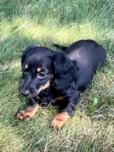 Load image into Gallery viewer, Faith 💕 Mini Dachshund 🌻 longhaired female
