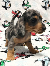 Load image into Gallery viewer, Dasher 💕 Mini Dachshund 🥂 Male 🎄
