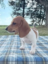 Load image into Gallery viewer, Daisy 💕 Mini Dachshund ☀️Female
