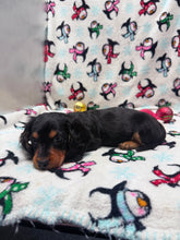 Load image into Gallery viewer, Winston 💕 Mini Dachshund ☀️Male
