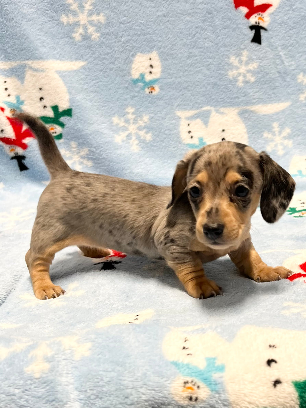 Noelle 🎄 Mini Dachshund 💕 Female 🎄