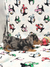 Load image into Gallery viewer, Dasher 💕 Mini Dachshund 🥂 Male 🎄
