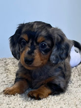 Load image into Gallery viewer, Wynona 🌻 mini Dachshund 💕 long haired 🥂 Female
