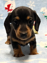 Load image into Gallery viewer, Cole 💕 Mini Dachshund 🥂 Male 🎄
