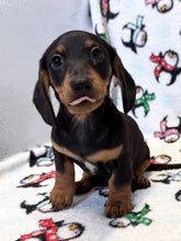 Load image into Gallery viewer, Austin 💕 Mini Dachshund 🥂 Male
