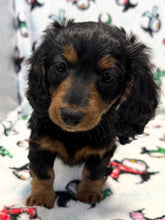 Load image into Gallery viewer, Love💕 Fluffy Mini Dachshund ☀️Female
