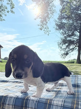 Load image into Gallery viewer, Conrad 💕 Mini Dachshund ☀️Male

