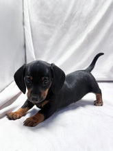 Load image into Gallery viewer, Scooter 💕 Mini Dachshund ☀️Male
