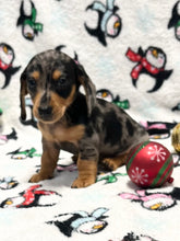 Load image into Gallery viewer, Dasher 💕 Mini Dachshund 🥂 Male 🎄
