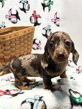 Load image into Gallery viewer, Merry 🎄 Mini Dachshund 💕 Female 🎄
