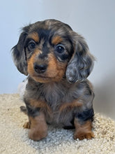 Load image into Gallery viewer, Wynona 🌻 mini Dachshund 💕 long haired 🥂 Female
