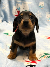 Load image into Gallery viewer, Cole 💕 Mini Dachshund 🥂 Male 🎄
