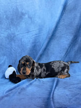 Load image into Gallery viewer, Bruno 💕 Mini Dachshund ☀️Male
