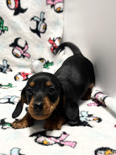 Load image into Gallery viewer, Scout 💕 Mini Dachshund 🥂 Male
