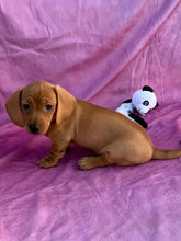 Load image into Gallery viewer, Lucy💕 Mini Dachshund ☀️Female
