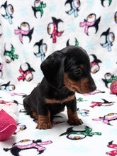 Load image into Gallery viewer, Gracie 💕 Mini Dachshund ☀️Female
