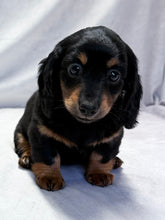 Load image into Gallery viewer, Wanda 💕 Mini Dachshund ☀️Female
