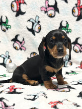 Load image into Gallery viewer, Linus 💕 Mini Dachshund 🥂 Male
