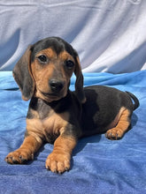 Load image into Gallery viewer, Cane ☀️ Mini Dachshund 🌻 Male
