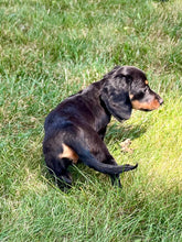 Load image into Gallery viewer, Luna 💕 Mini Dachshund 💕 longhaired female
