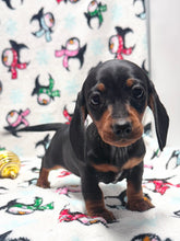 Load image into Gallery viewer, Taffy💕 Mini Dachshund ☀️Female
