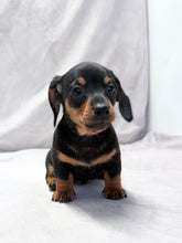 Load image into Gallery viewer, Maverick 💕 Mini Dachshund ☀️Male
