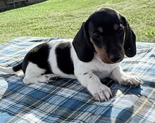 Load image into Gallery viewer, Roscoe 💕 Mini Dachshund ☀️Male
