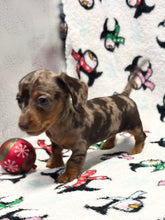 Load image into Gallery viewer, Merry 🎄 Mini Dachshund 💕 Female 🎄
