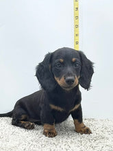 Load image into Gallery viewer, Luna 💕 Mini Dachshund 💕 longhaired female
